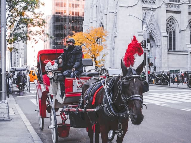 horse and carraige nyc